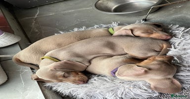 Dachshund dogs - Advert 1