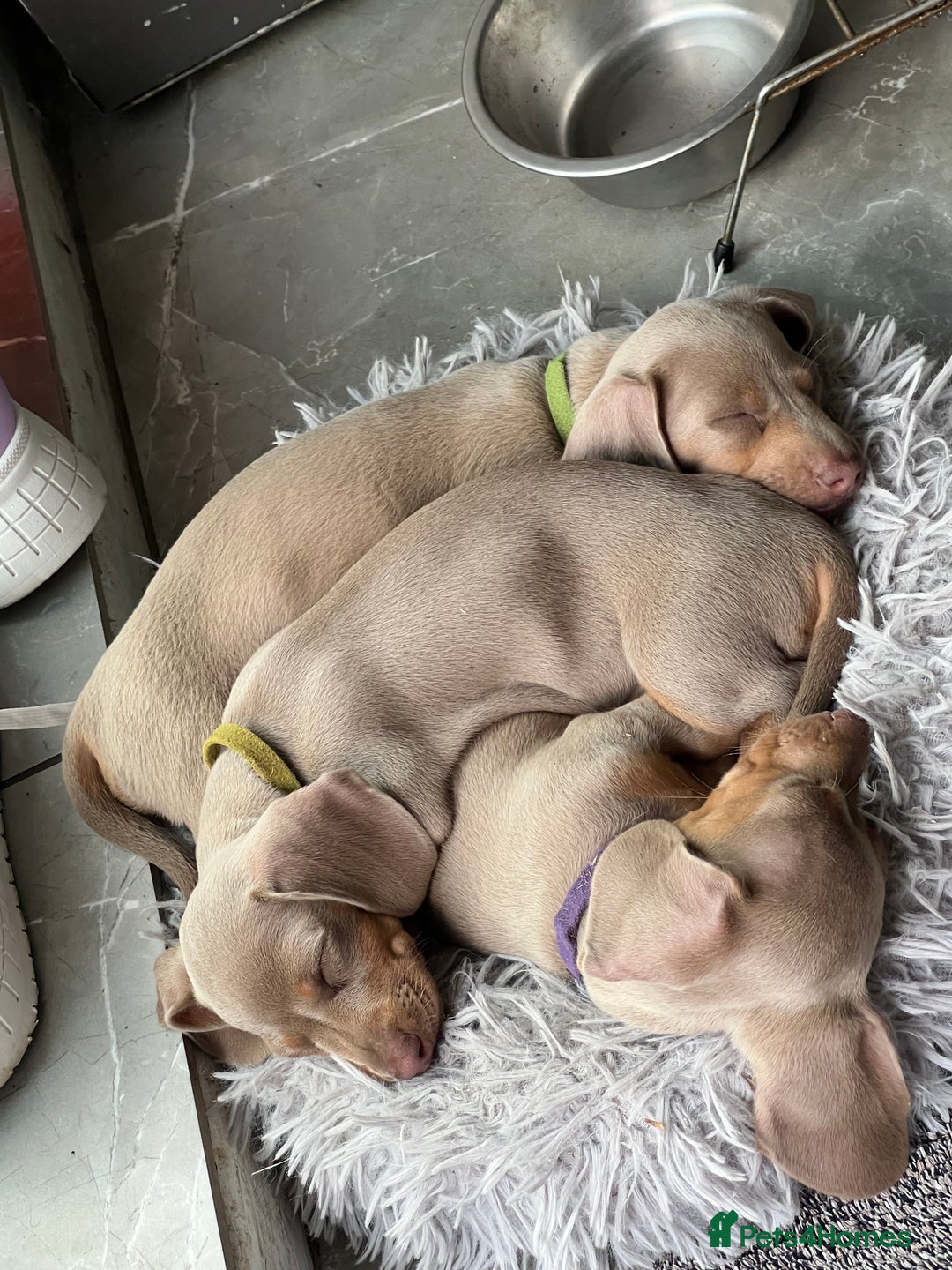 Dachshund dogs for sale: Miniature Isabella Tan Smooth Coat Dachshunds - Image 6