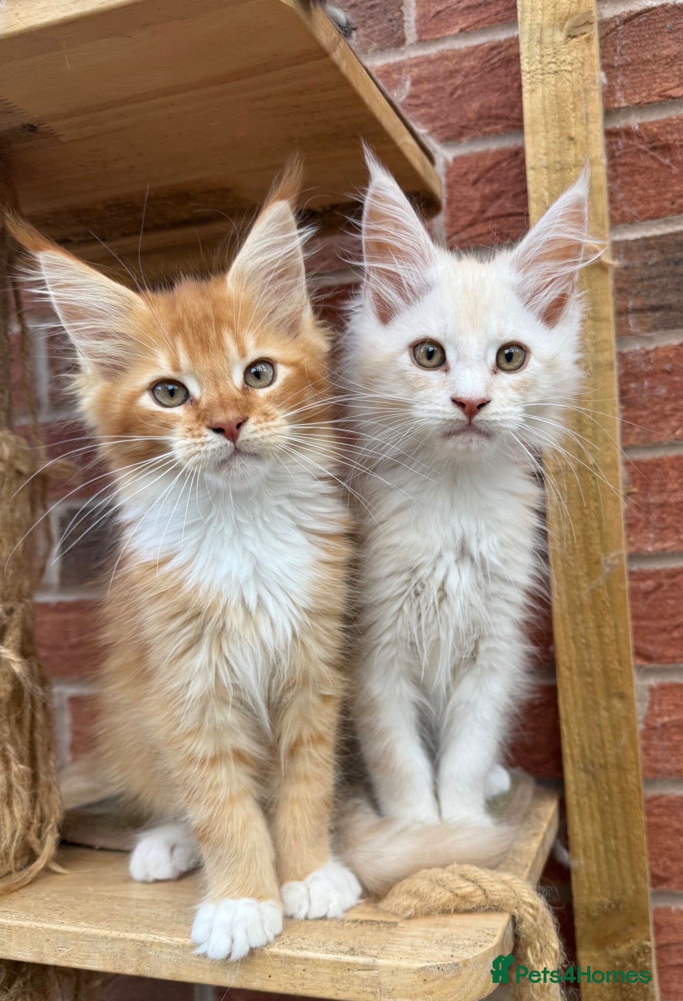 Maine Coon cats Maine coon kittens  - Advert 2