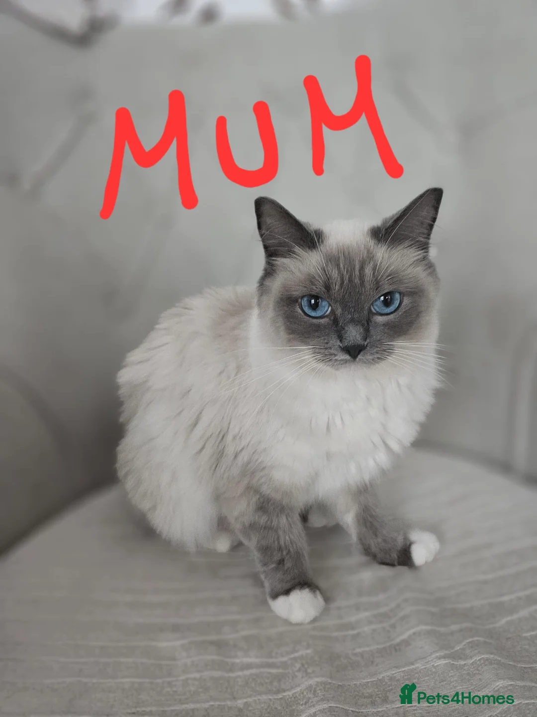 Ragdoll cats for sale: Purebred ragdoll  kittens  - Advert 5