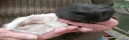 Guinea Pig rodents for sale: Long coated Sheltie  - Advert 1