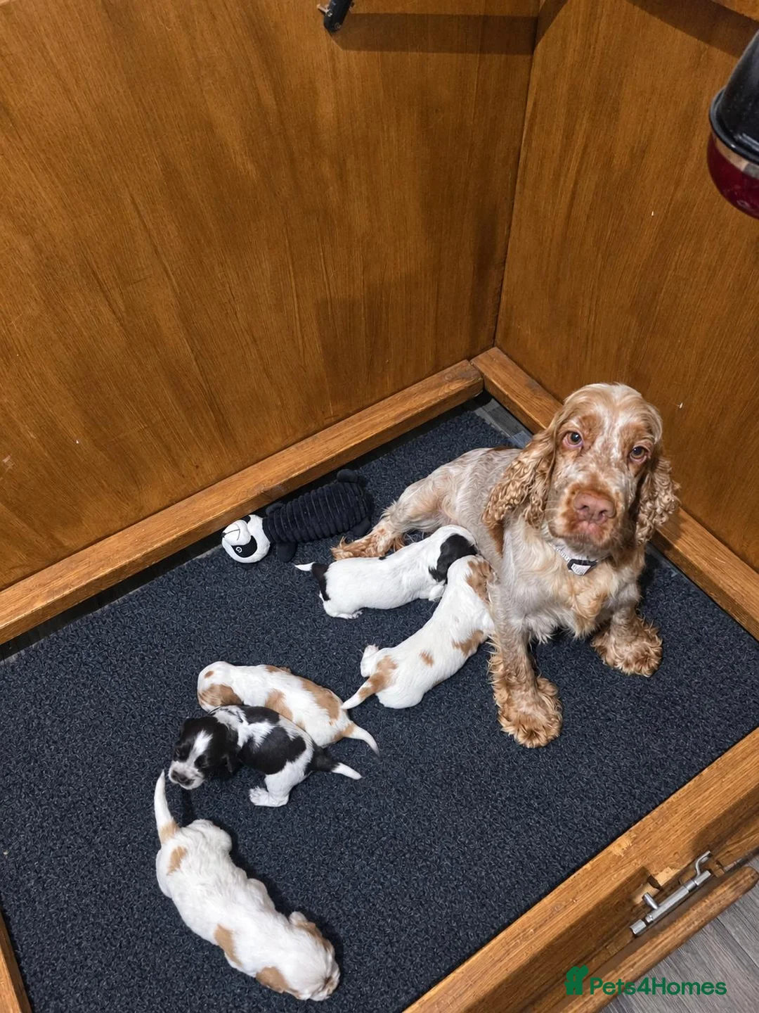 Cocker Spaniel dogs for sale: KC registered SHOW cocker spaniels - Advert 2