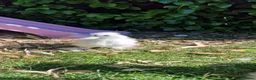 Chickens poultry for sale: Silkie Chicks for Sale  - Advert 3