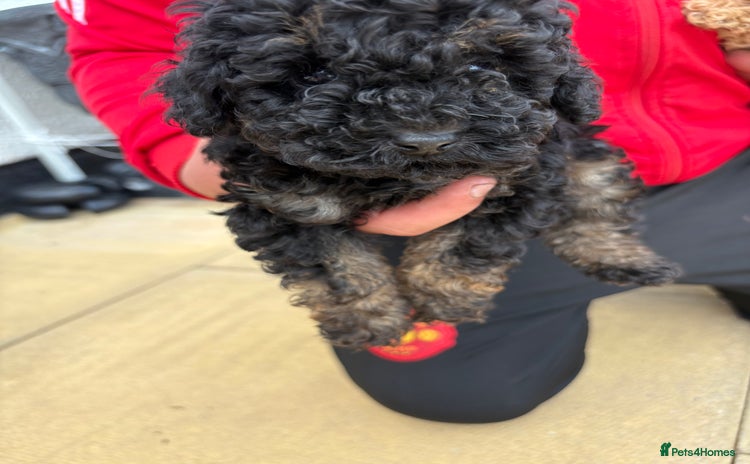 Toy Poodle dogs - Advert 16