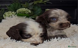 Cocker Spaniel dogs for sale: Exceptional Pedigree Show Type English Cockers  - Image 11