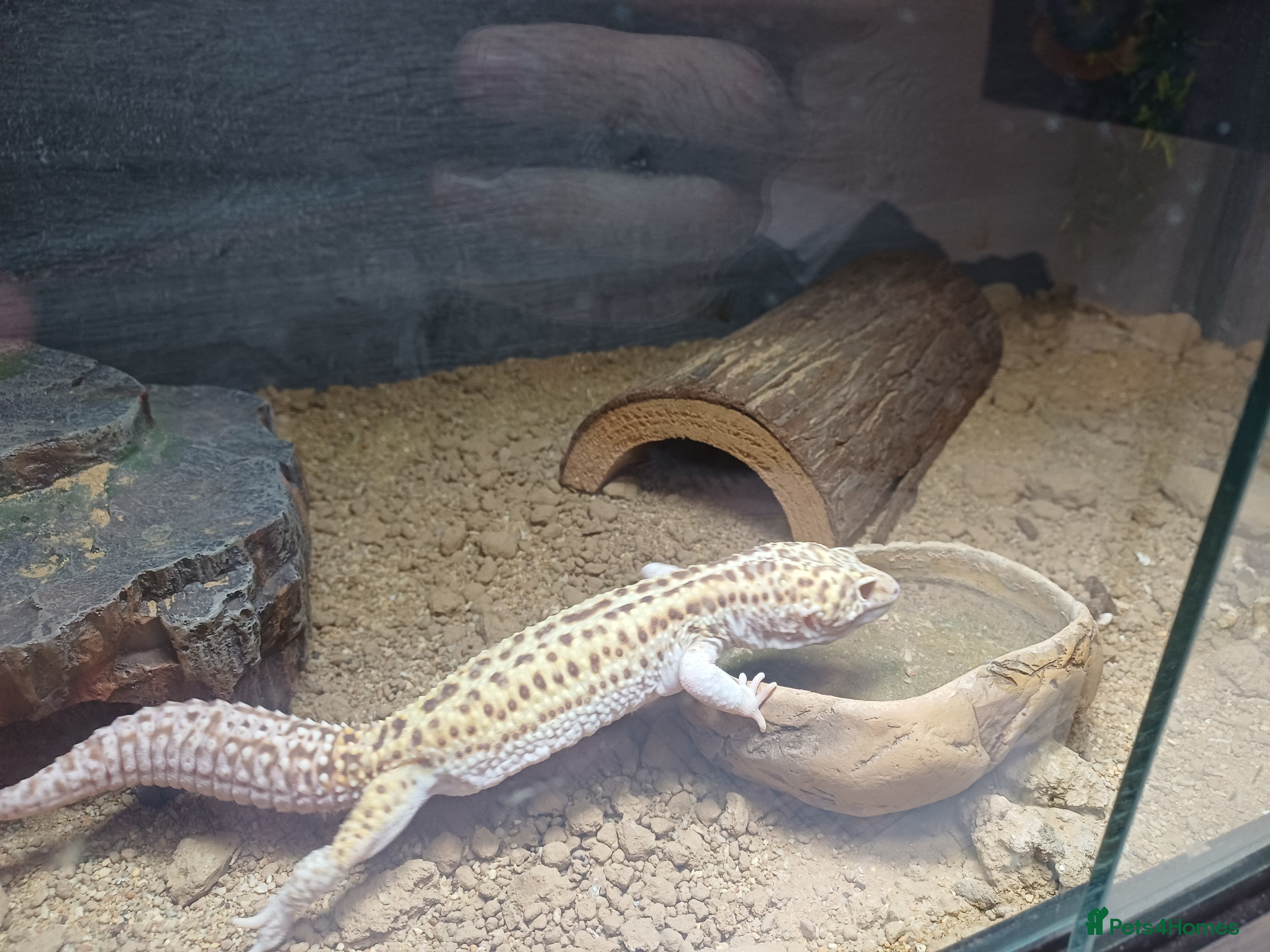 Leopard Gecko reptiles Leopard Gecko - Gizmo Morph + vivarium  - Advert 1
