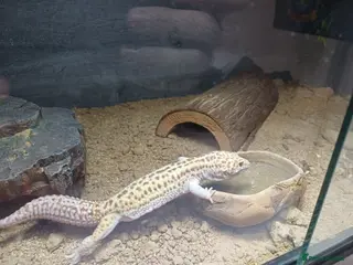 Leopard Gecko reptiles Leopard Gecko - Gizmo Morph + vivarium - Advert 2