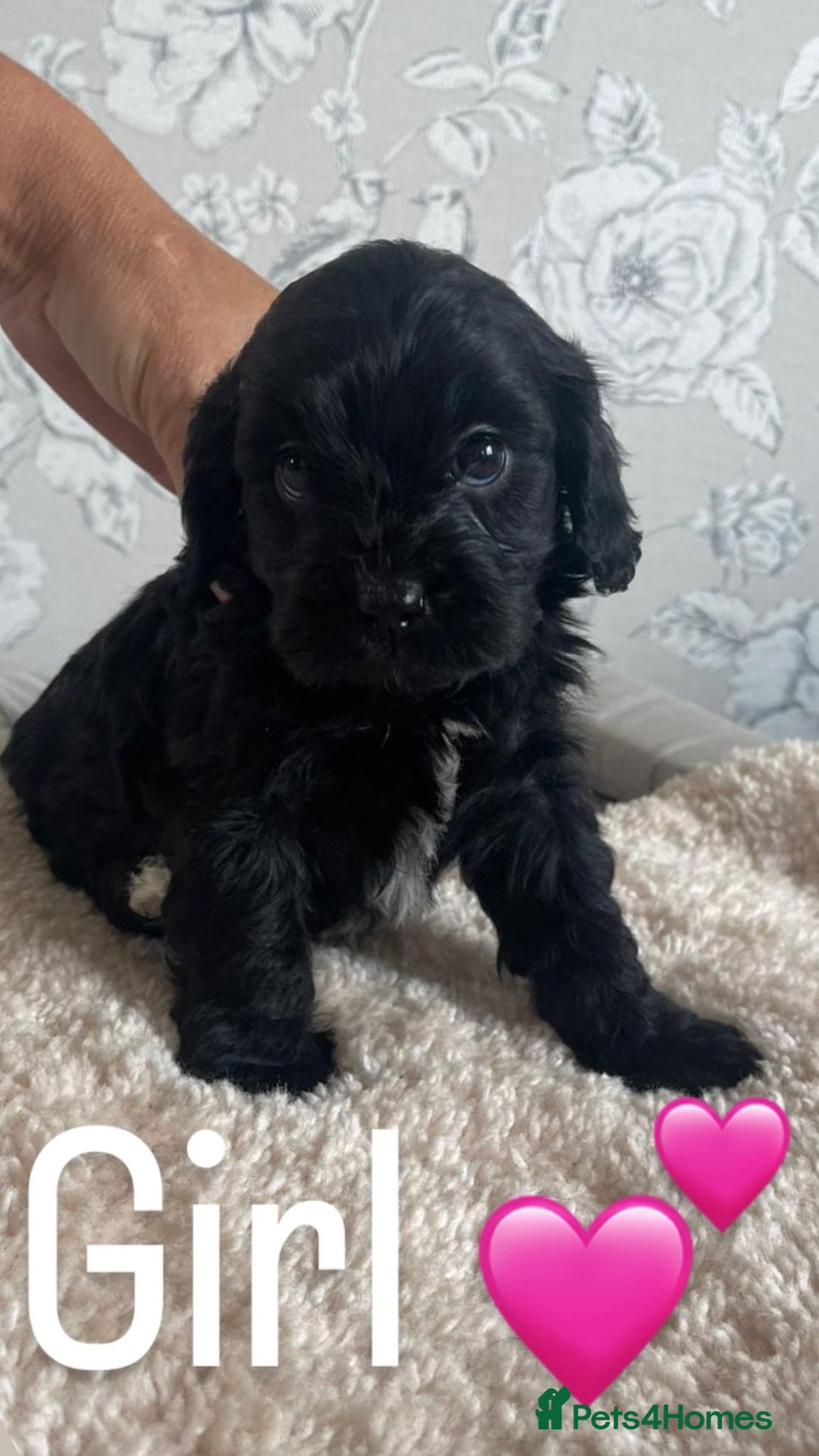 Mixed Breed dogs for sale: Dogs  - Image 7