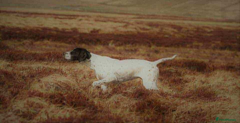 Pointer dogs Pointer Puppies for sale  - Advert 3