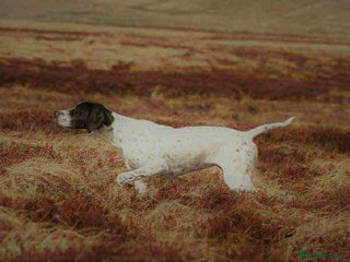 Pointer dogs Pointer Puppies for sale - Advert 13