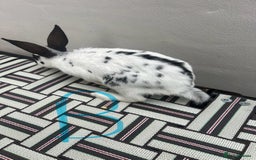English Spot rabbits for sale: 3 (8weeks old) Beautiful baby Rabbits for Sale - Image 11