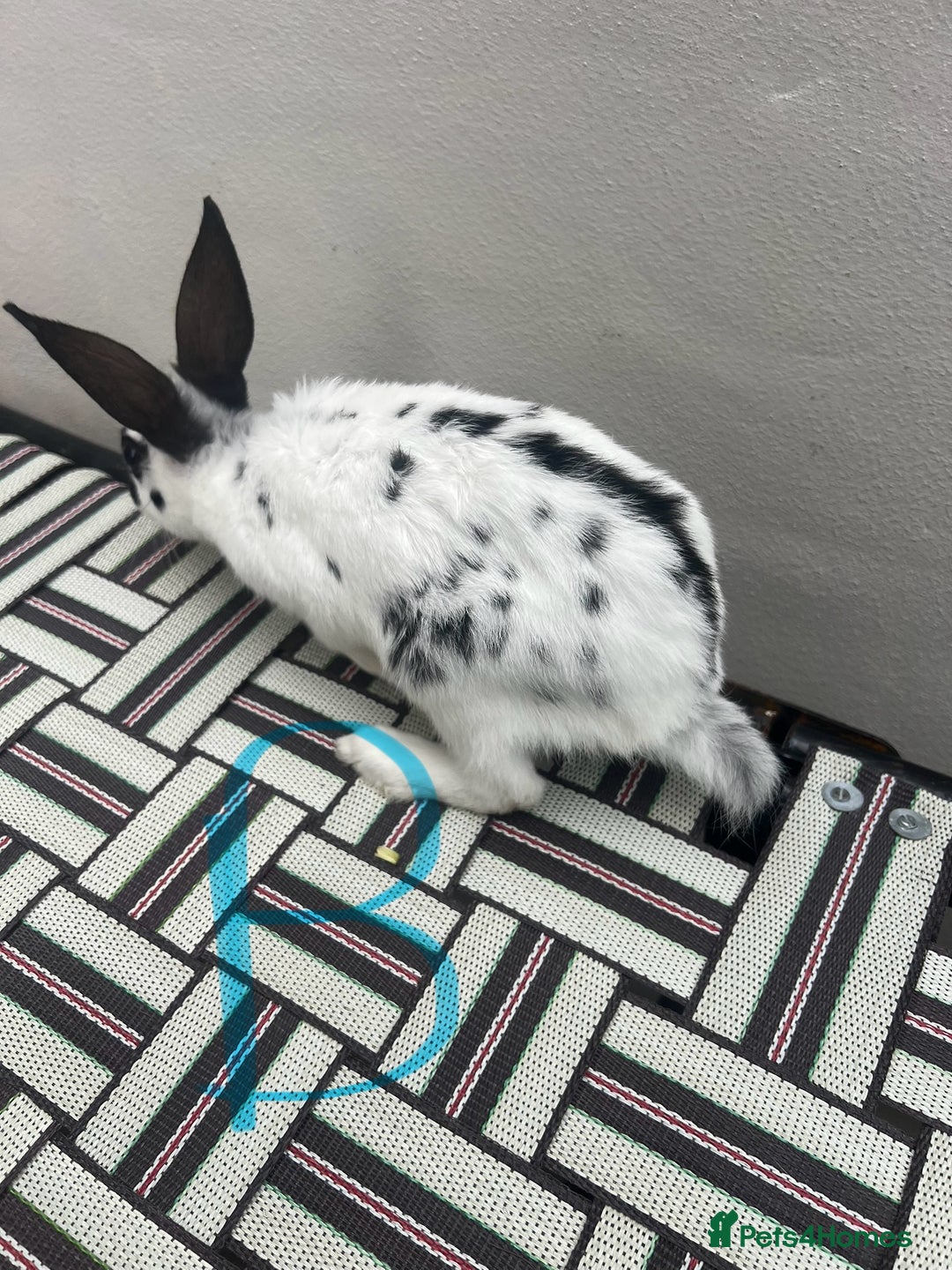 English Spot rabbits for sale: 3 (8weeks old) Beautiful baby Rabbits for Sale - Image 11