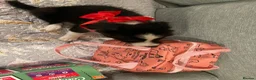 Border Collie dogs for sale: Border Collie Goku - Advert 1