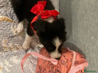 Border Collie dogs Border Collie Goku - Advert 1