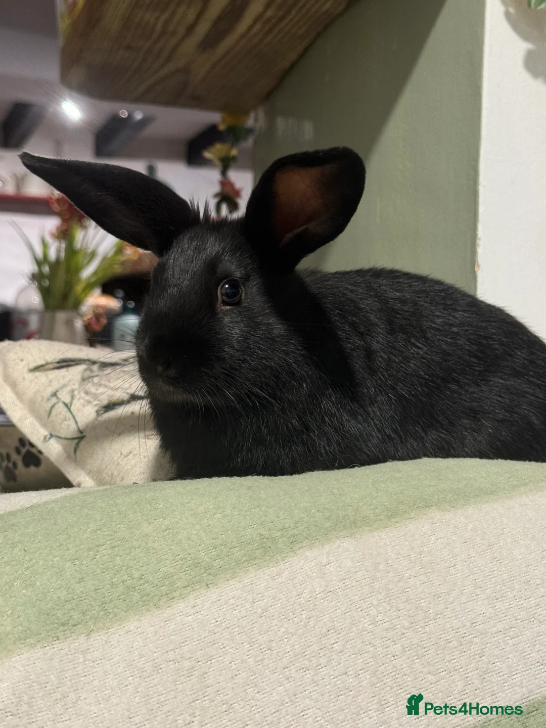 Mini Lop rabbits for sale: Super friendly baby bunnies. VACCINATED - Advert 3