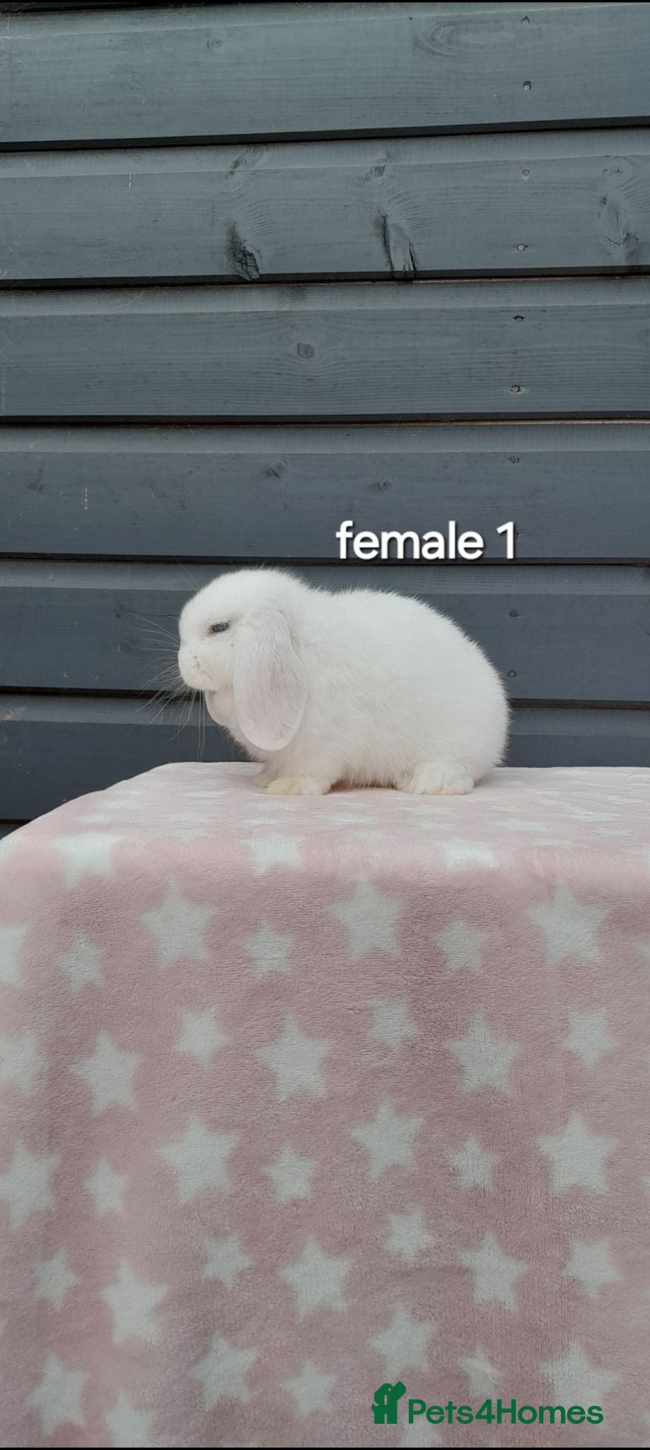 Mini Lop rabbits Purebred mini lop rabbits  - Advert 2