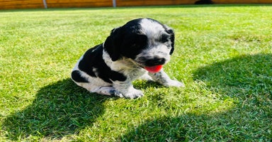 Cocker Spaniel dogs - Advert 2