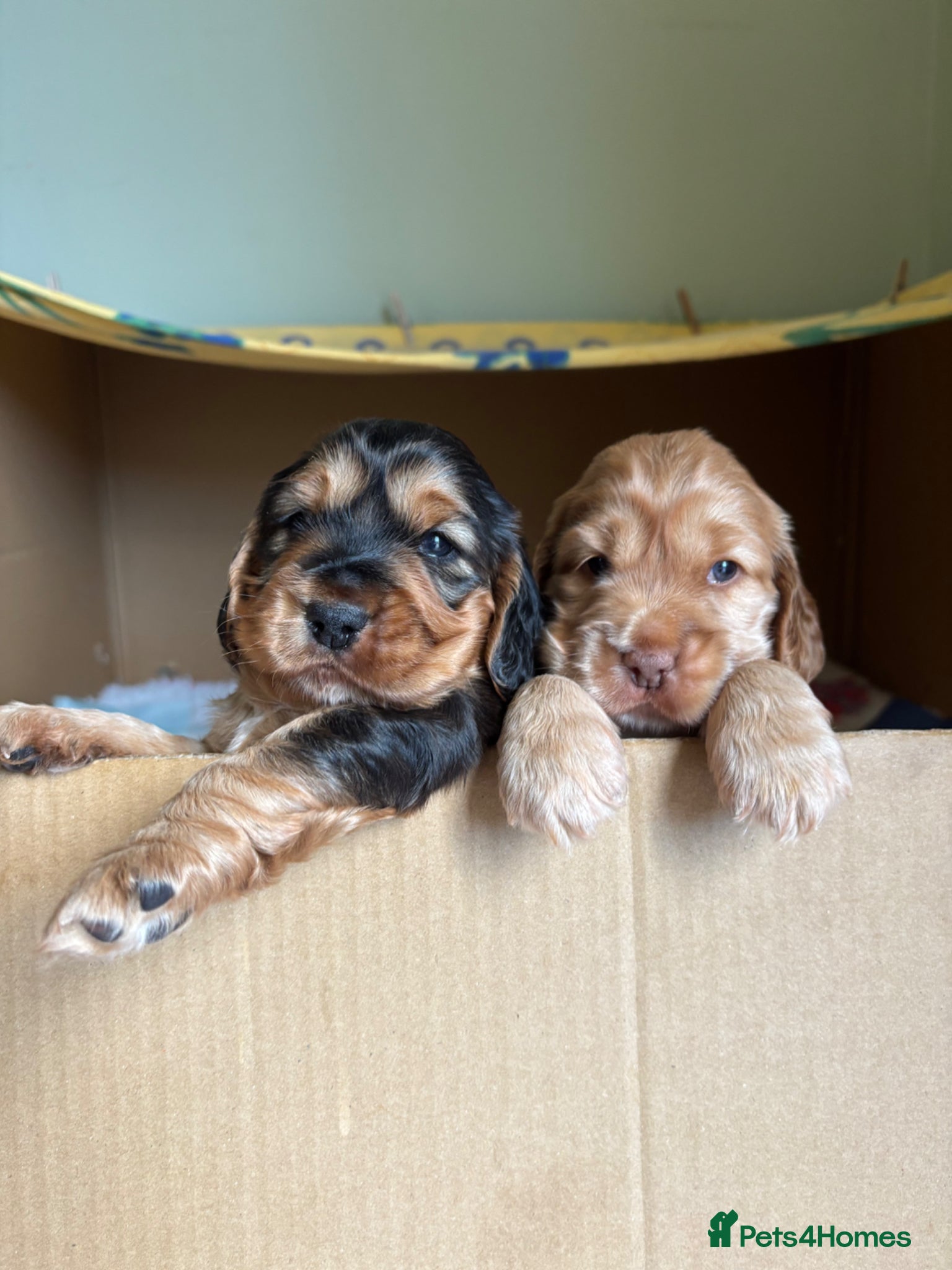 Cocker Spaniel dogs Two Perfectly Stunning Show Cocker Girls - Advert 11