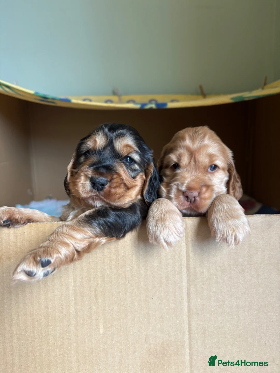 Cocker Spaniel dogs for sale: Two Perfectly Stunning Show Cocker Girls in Bridgwater - Advert 1