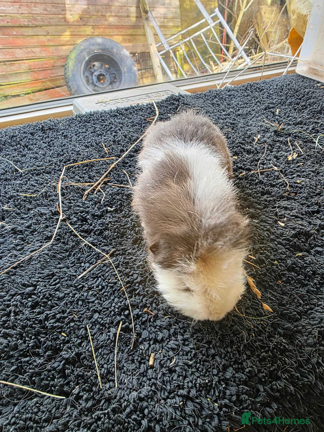 Guinea Pig rodents for sale: Swiss various colours - Advert 9
