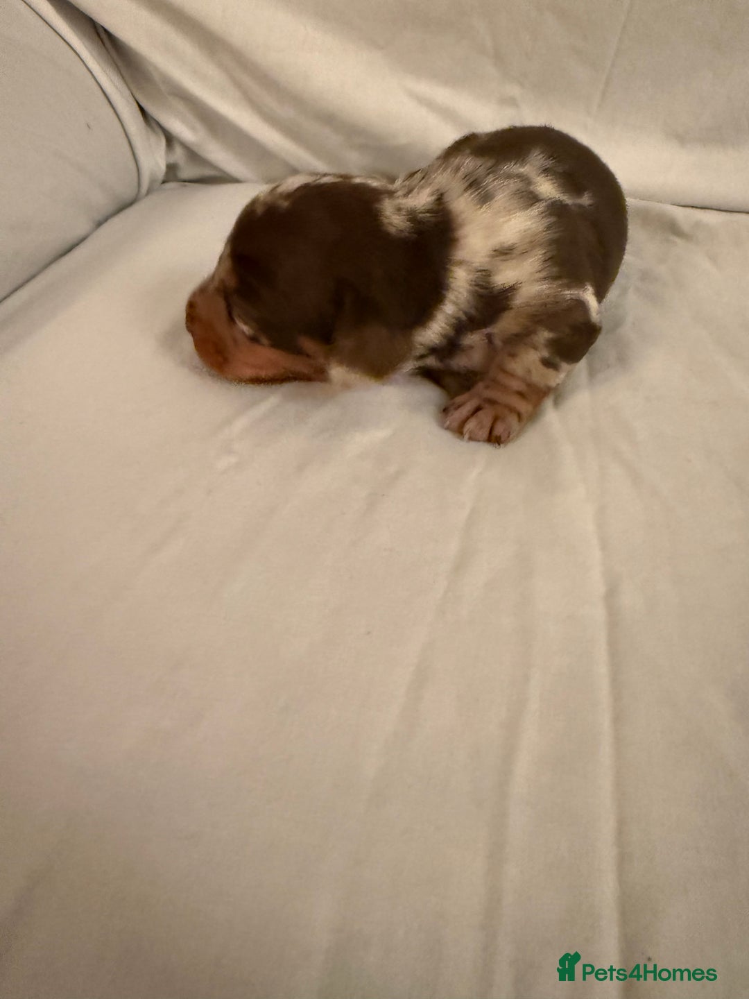 Dachshund dogs for sale: Miniature Dachshund puppies for sale - Advert 9