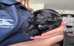 Mixed Breed dogs for sale: Staff x cockapoo puppies  - Image 9