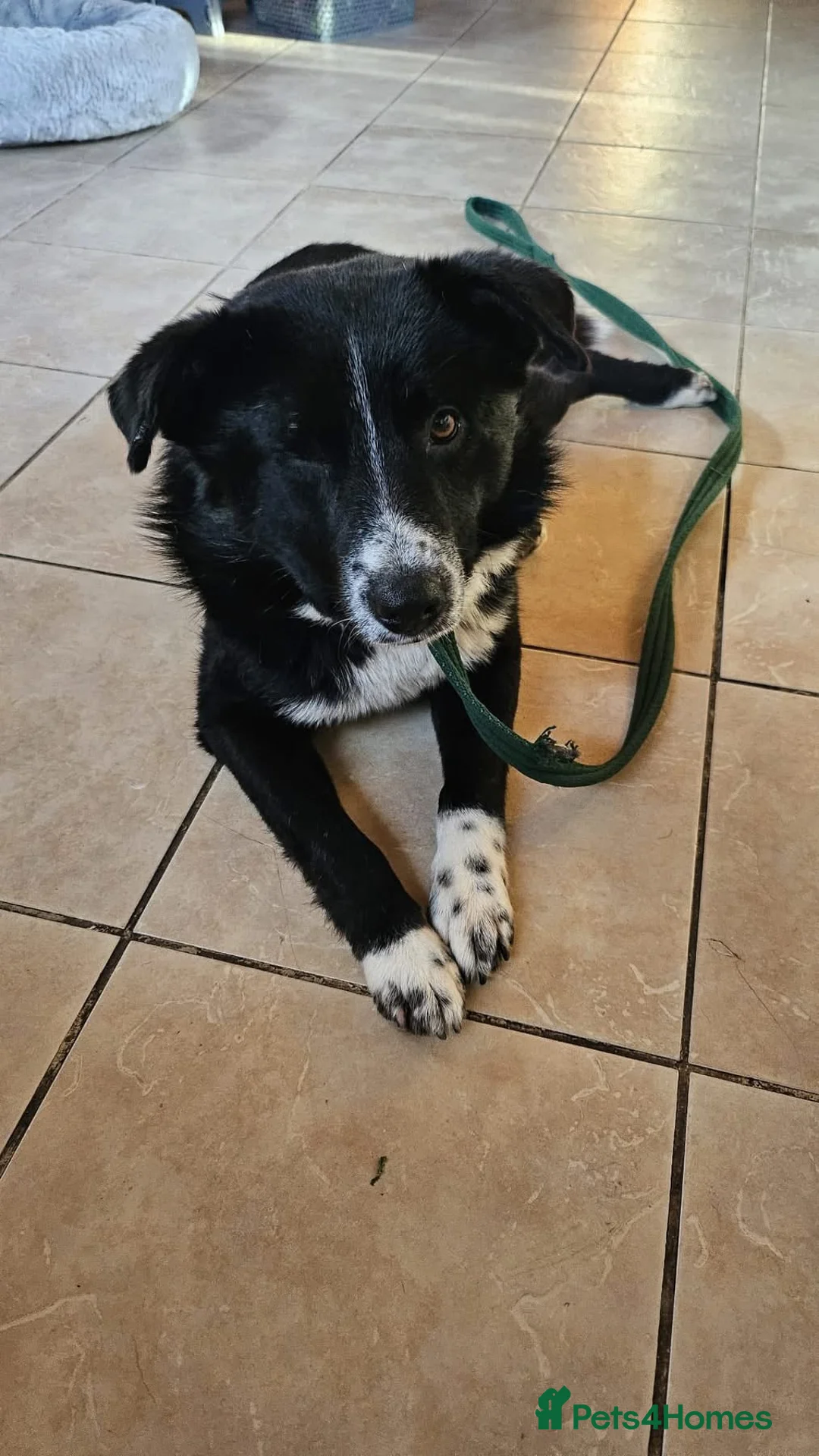 Mixed Breed dogs for adoption: Arthur - Long stratton  - Advert 2