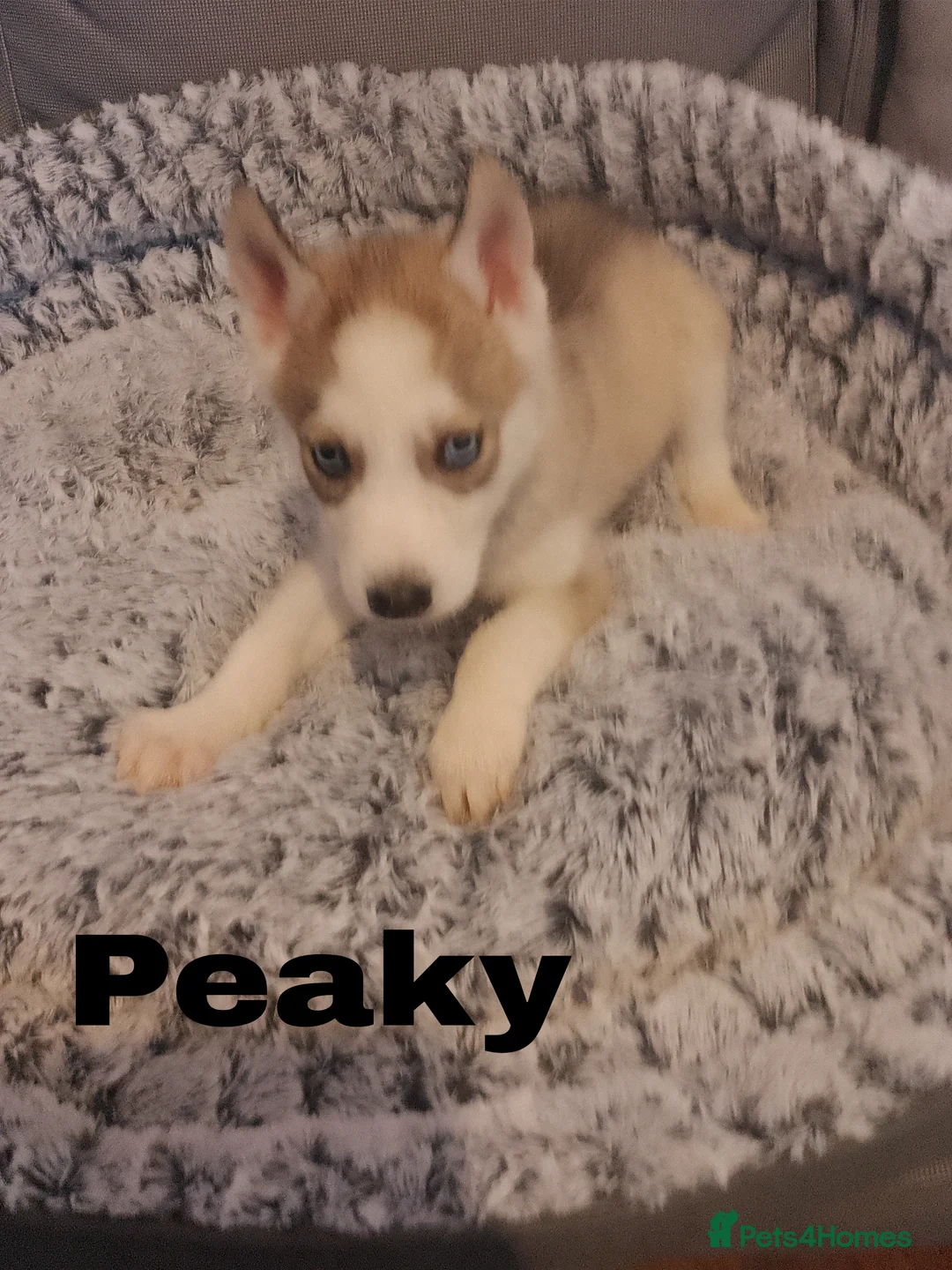 Siberian Husky dogs for sale: Stunning Blue-Eyed Siberian Husky Puppies - Advert 12