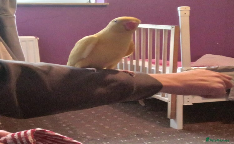 Ringnecks birds - Advert 1