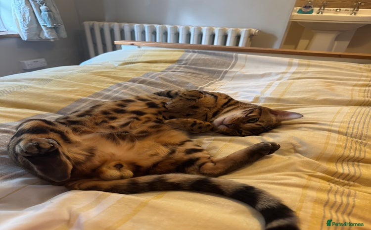 Bengal cats - Advert 1