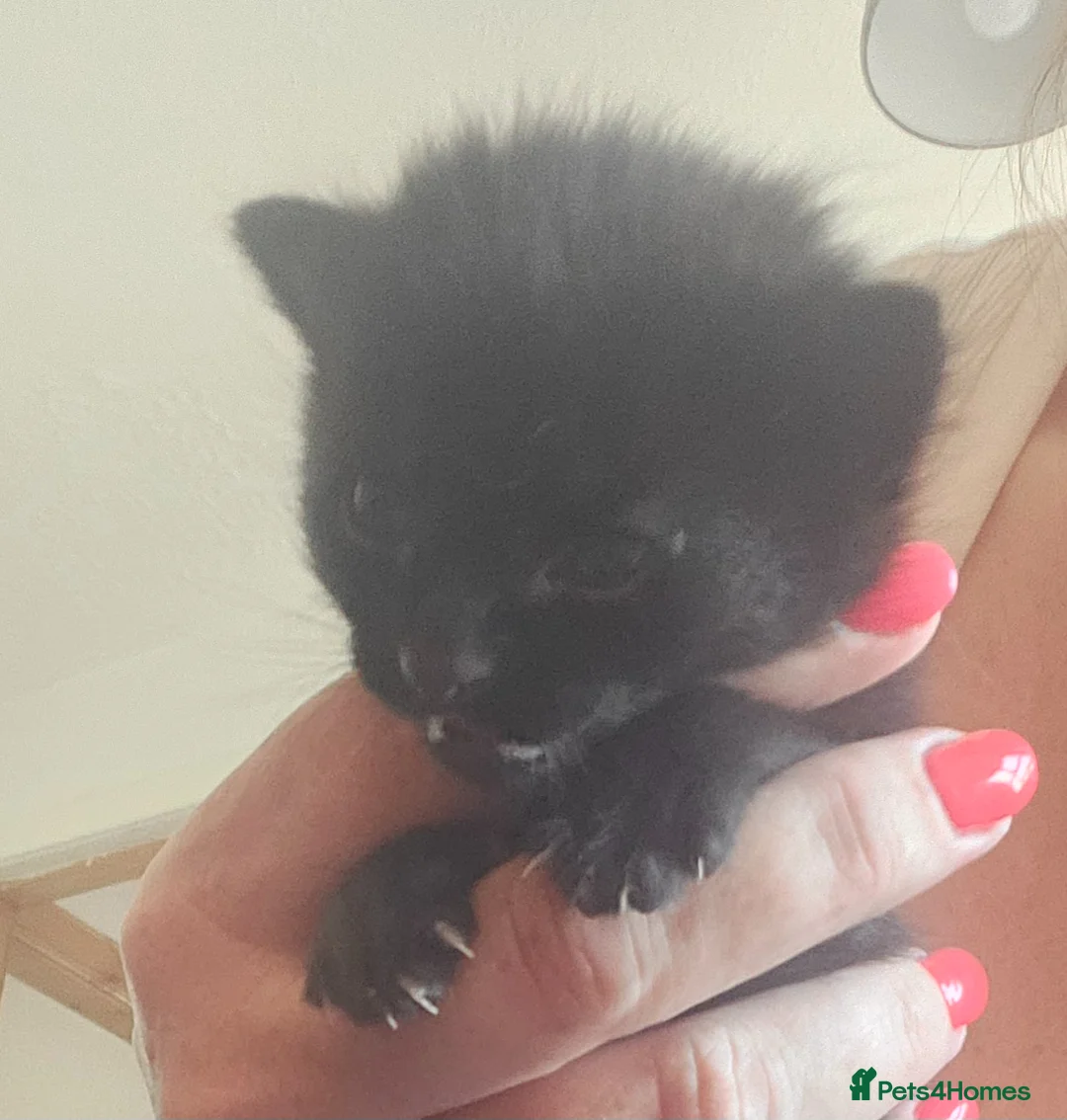 Mixed Breed cats for sale: 4 male kittens - Advert 2