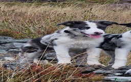 Border Collie dogs for sale: Blue merle border collie - Image 8