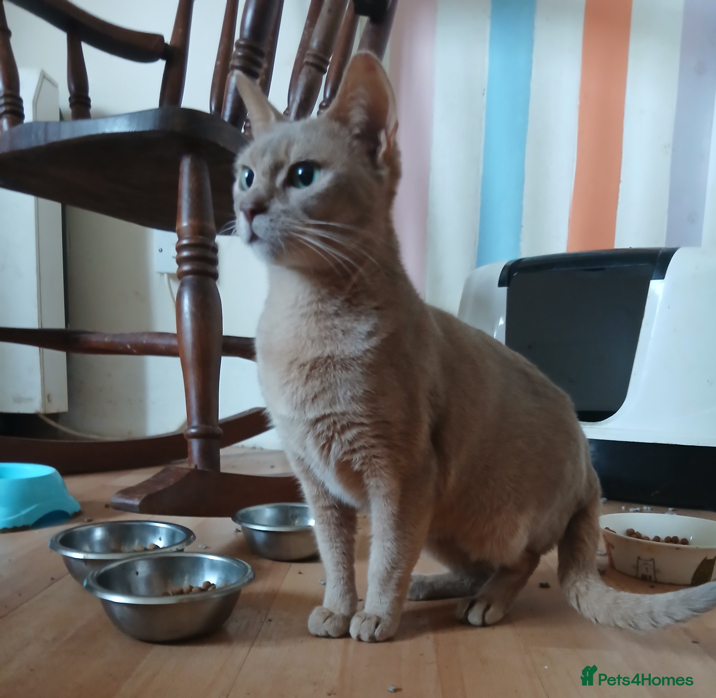 Abyssinian cats Lilac Abyssinian - Advert 3