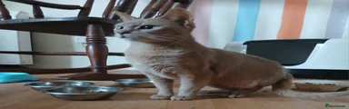 Abyssinian Kitten 1
