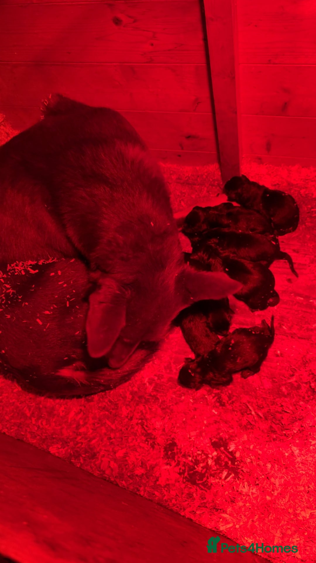 Mixed Breed dogs for sale: Kelpie x Huntaway pups  - Advert 7