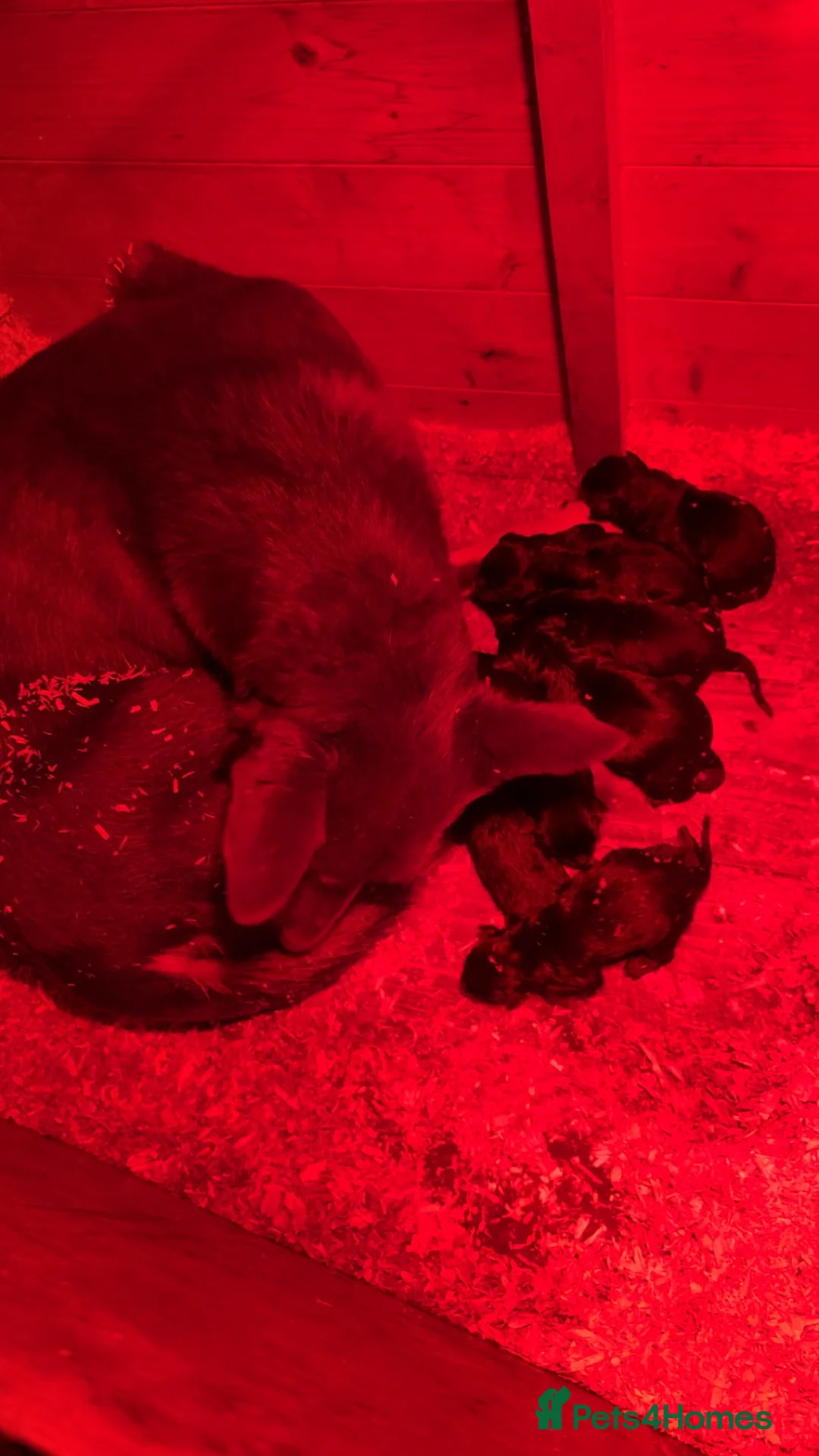 Mixed Breed dogs for sale: Kelpie x Huntaway pups  - Advert 4