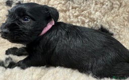 Miniature Schnauzer dogs for sale: Miniature schnauzers pups - Image 4