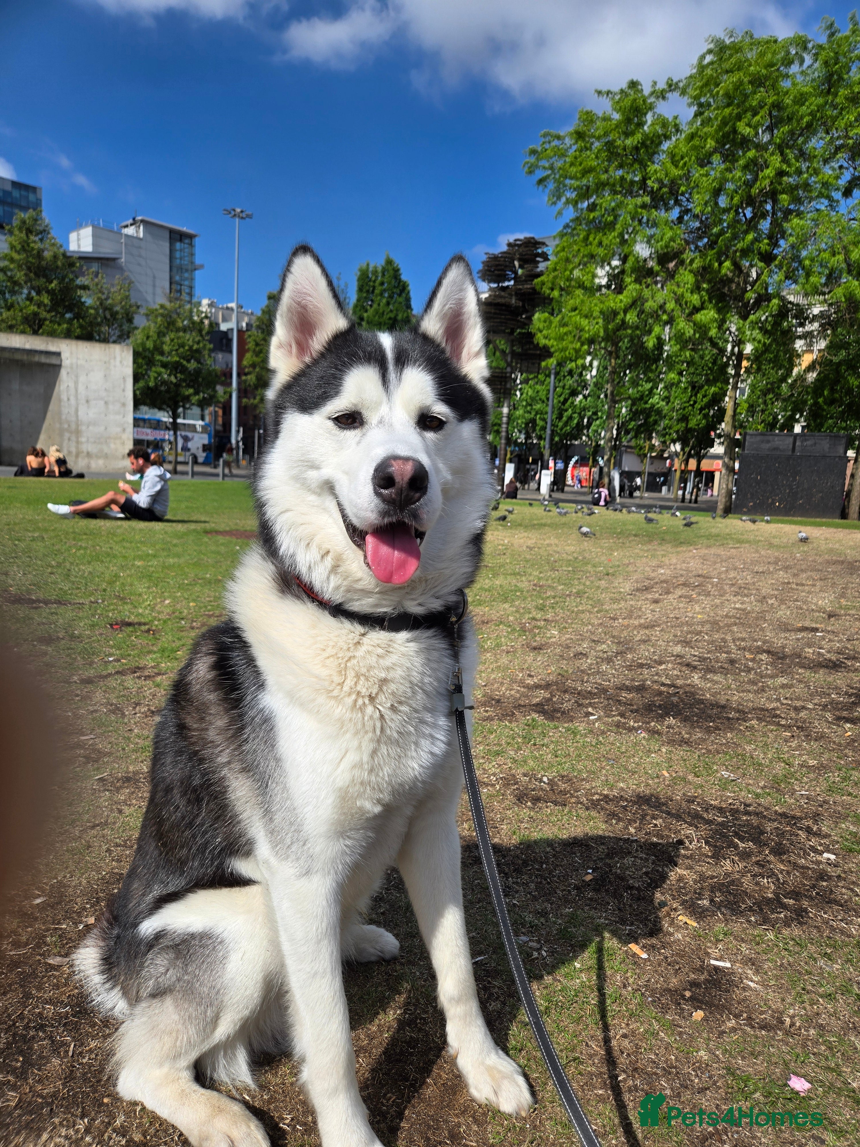 Siberian Husky dogs First time  in Manchester - Advert 2