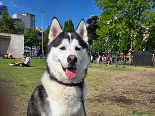 Siberian Husky dogs First time in Manchester - Advert 2