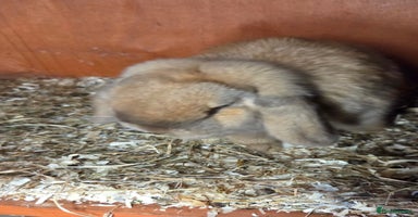 Mini Lop rabbits - Advert 11