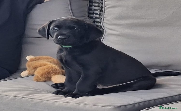 Labrador Retriever dogs - Advert 3