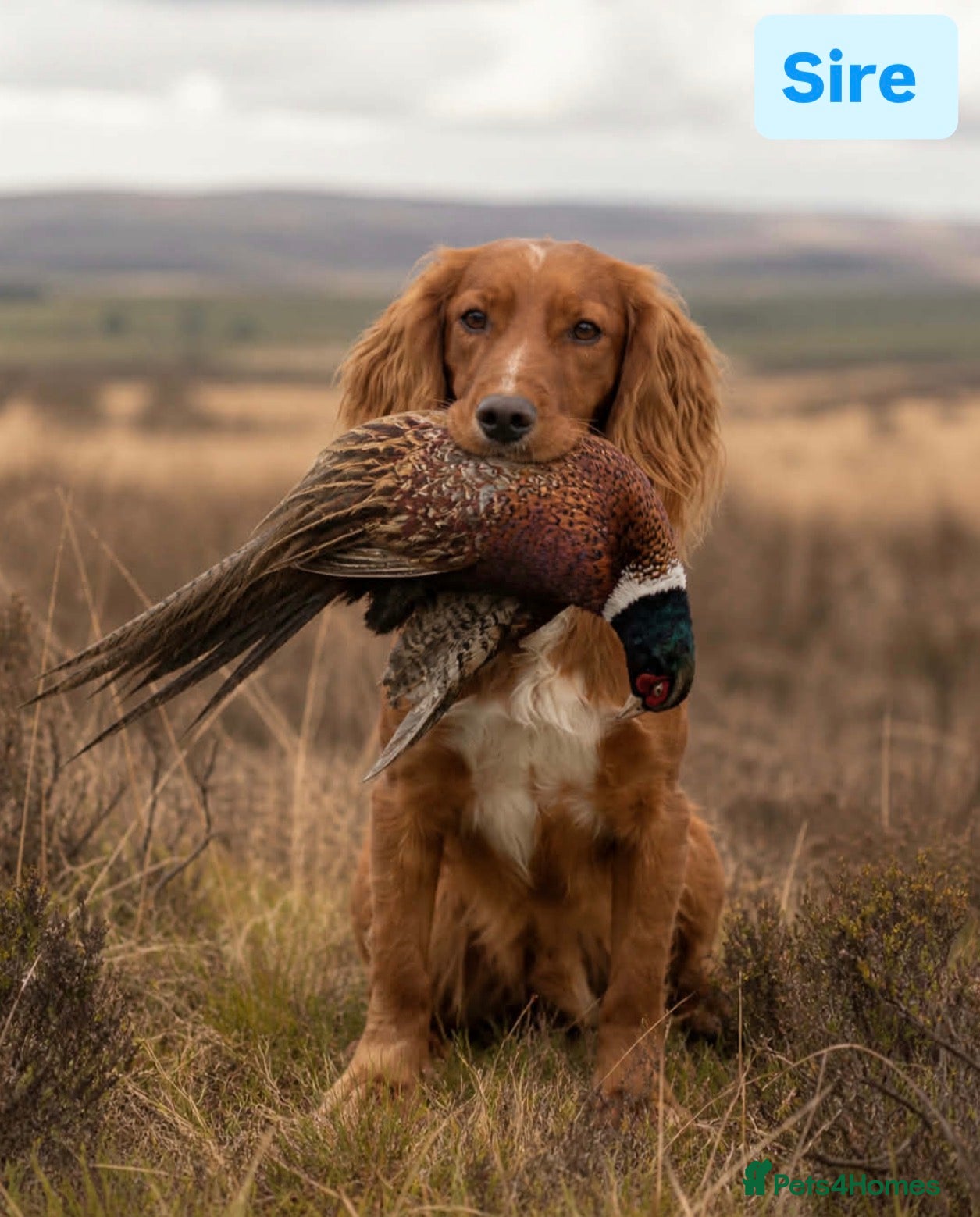 Cocker Spaniel dogs 5⭐️ Pedigree Heath tested Working Cocker Spaniel - Advert 18