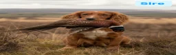 Cocker Spaniel dogs for stud: 5⭐️ Pedigree Heath tested Working Cocker Spaniel - Advert 1
