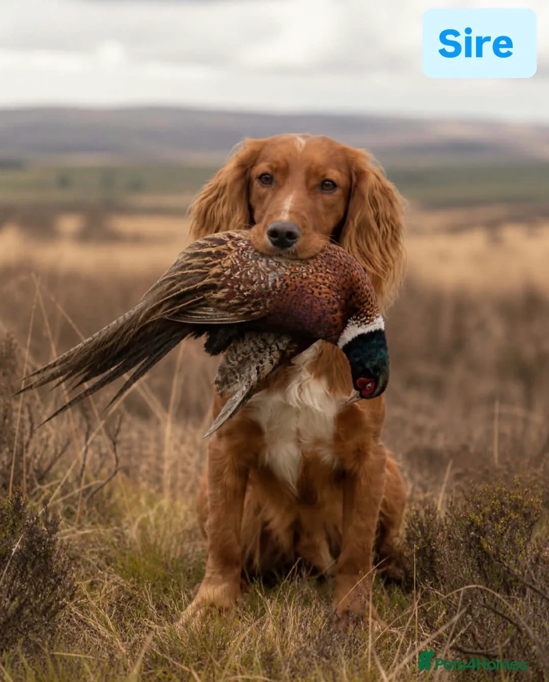 Cocker Spaniel dogs for stud: 5⭐️ Pedigree Heath tested Working Cocker Spaniel - Advert 1