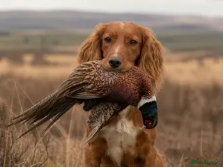 Cocker Spaniel dogs 5⭐️ Pedigree Heath tested Working Cocker Spaniel - Advert 11