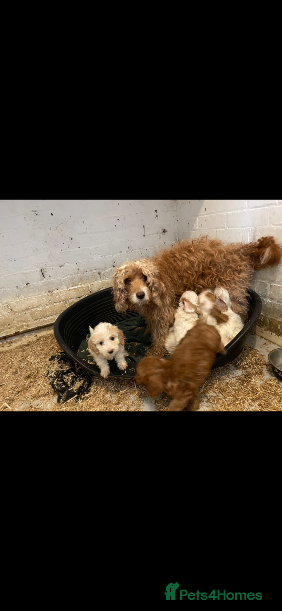 Cavapoo dogs F1b cavapoos - Advert 1