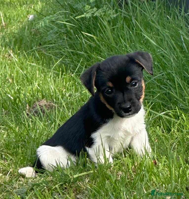 Mixed Breed dogs Absolutely gorgeous Tri Coloured Male Pup - Advert 2