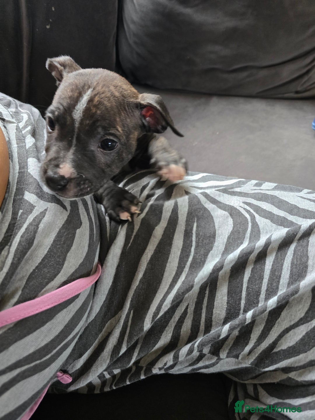 Staffordshire Bull Terrier dogs for sale: Female Staffies  - Image 2