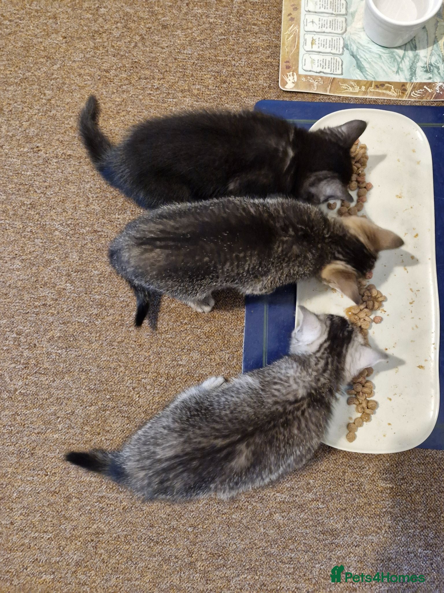 British Shorthair cats CUTE KITTENS - Advert 9