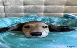 Dachshund dogs for sale: Miniature dachshund puppies  - Image 10